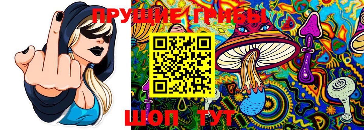 Псилоцибиновые грибы Cubensis Ржев